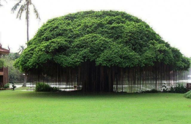 纯天然的最美树木!中国也有一颗!