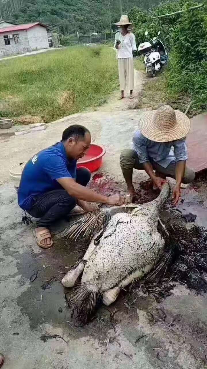 过节七月十四吃白斩鸭祖传味碟独家