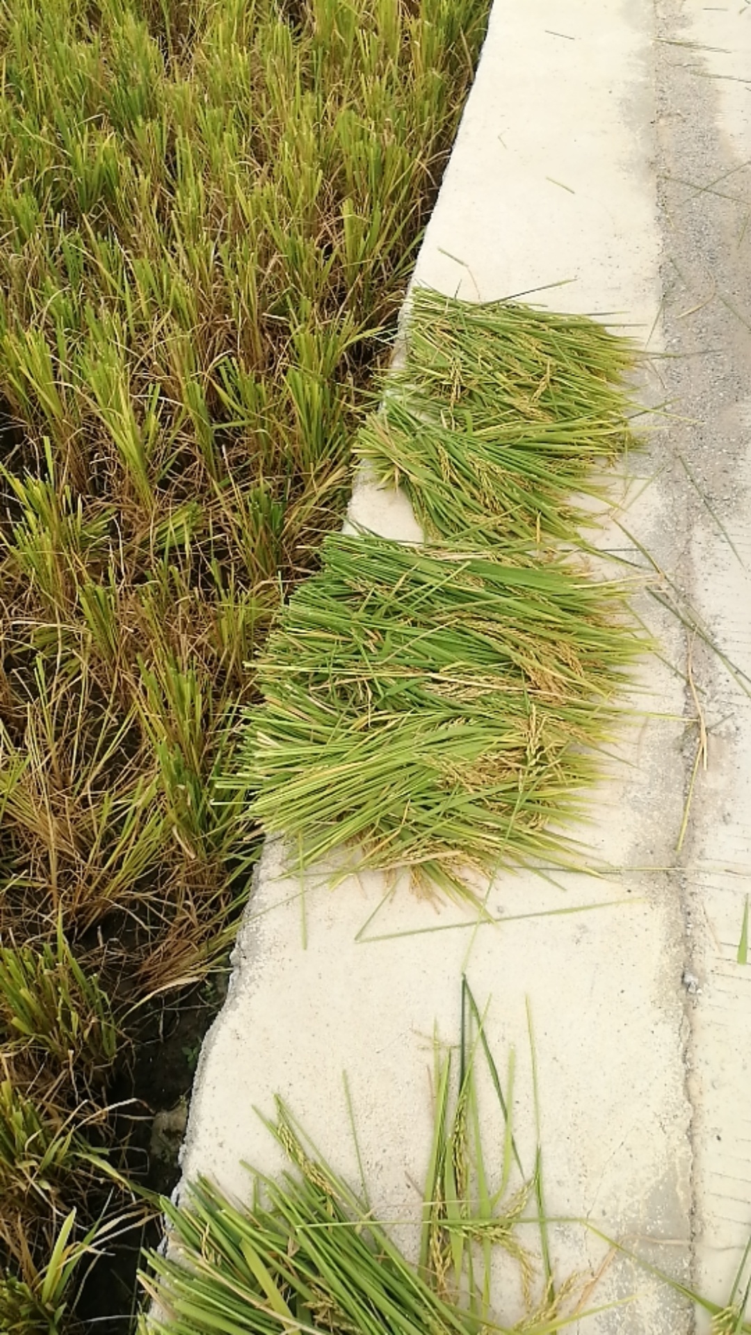 全生态人工割禾,不打药的好米!